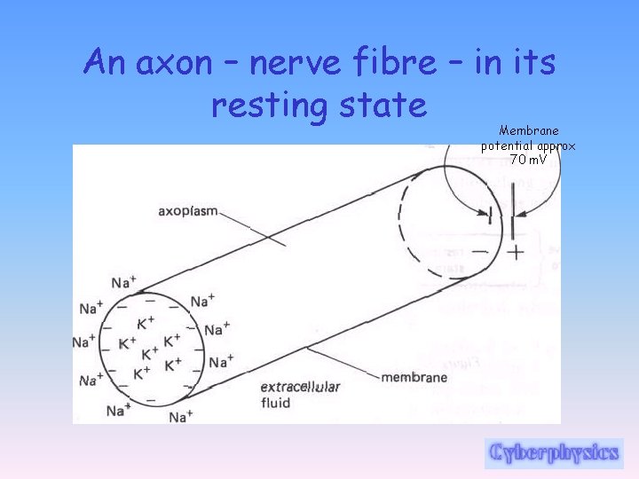 An axon – nerve fibre – in its resting state Membrane potential approx 70