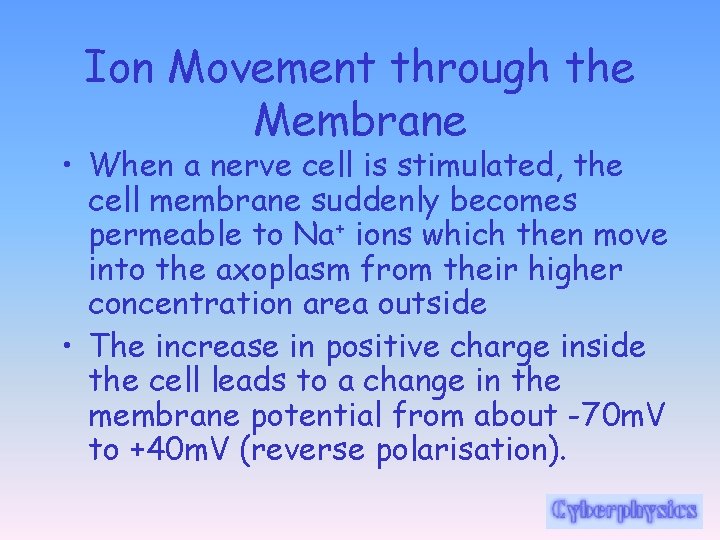 Ion Movement through the Membrane • When a nerve cell is stimulated, the cell