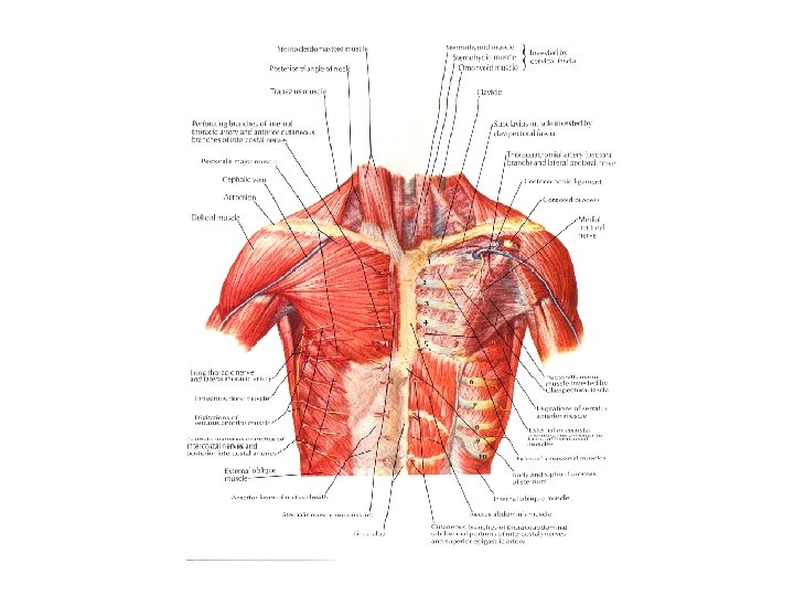 Sternal Triangle The ClavicularSternal Relationship A BioGeometric Integration Approach To