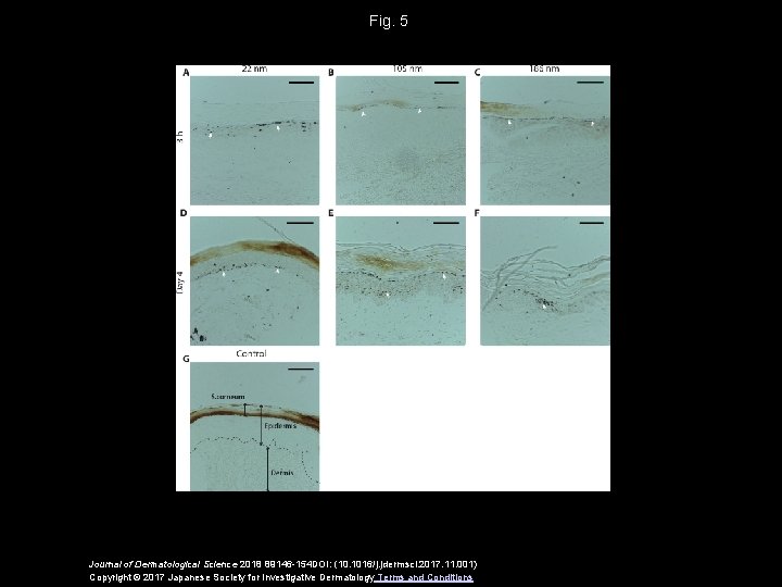 Fig. 5 Journal of Dermatological Science 2018 89146 -154 DOI: (10. 1016/j. jdermsci. 2017.