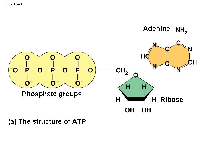 Figure 6. 8 a Adenine Phosphate groups (a) The structure of ATP Ribose 