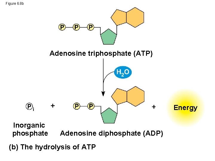 Figure 6. 8 b Adenosine triphosphate (ATP) Energy Inorganic phosphate Adenosine diphosphate (ADP) (b)