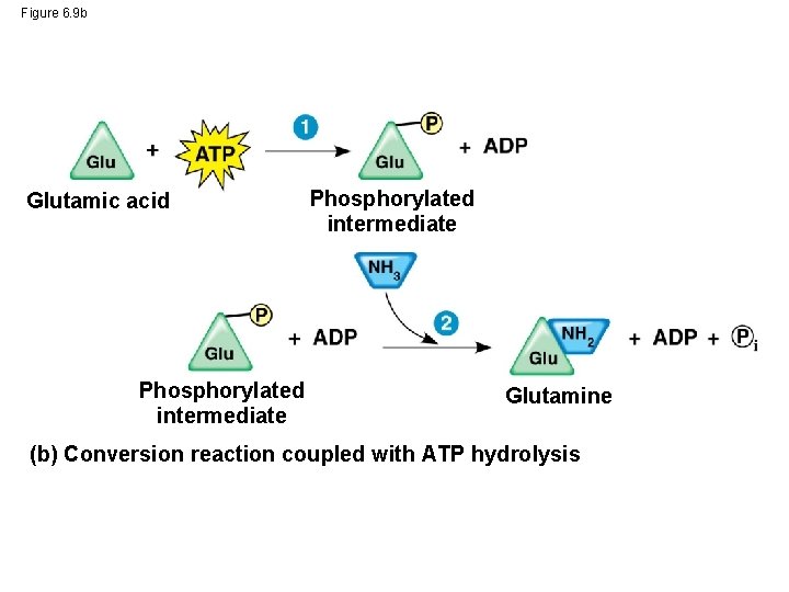 Figure 6. 9 b Glutamic acid Phosphorylated intermediate Glutamine (b) Conversion reaction coupled with