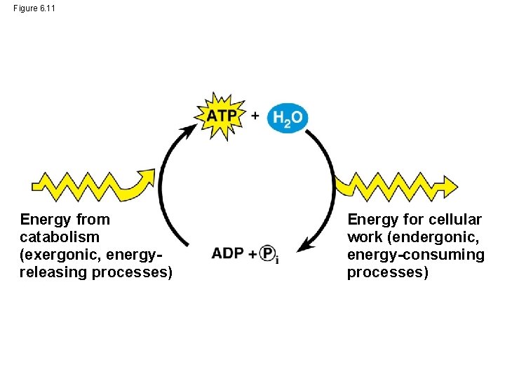 Figure 6. 11 Energy from catabolism (exergonic, energyreleasing processes) Energy for cellular work (endergonic,