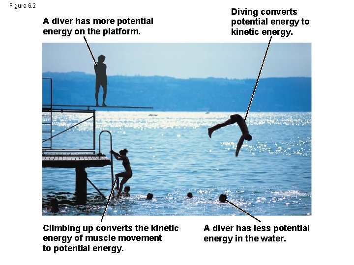 Figure 6. 2 A diver has more potential energy on the platform. Climbing up