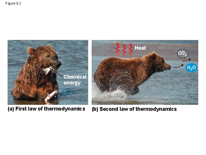 Figure 6. 3 Heat Chemical energy (a) First law of thermodynamics (b) Second law