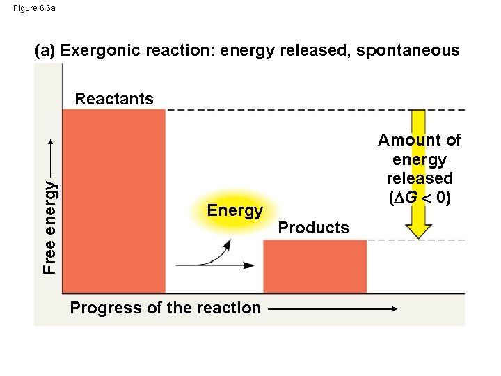 Figure 6. 6 a (a) Exergonic reaction: energy released, spontaneous Free energy Reactants Energy