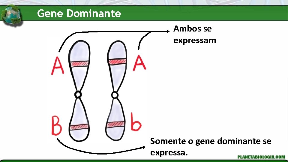 Gene Dominante Ambos se expressam Somente o gene dominante se expressa. 