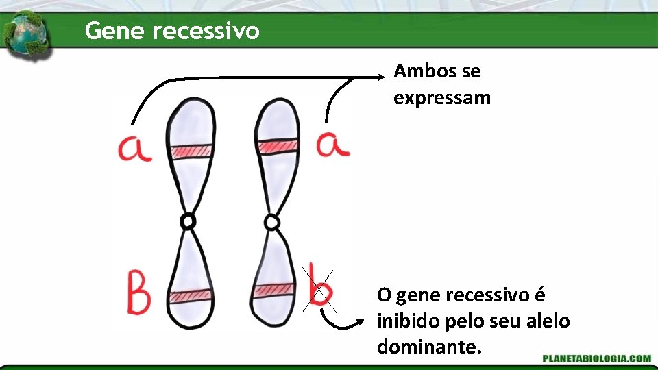 Gene recessivo Ambos se expressam O gene recessivo é inibido pelo seu alelo dominante.