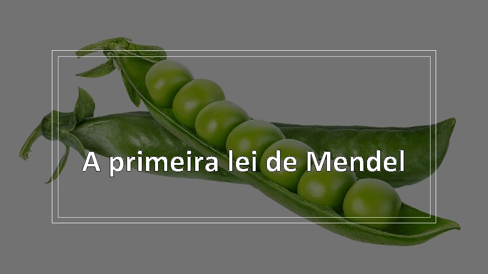 A primeira lei de Mendel 