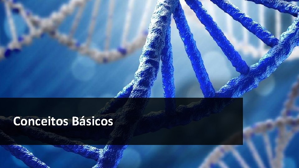 Conceitos Básicos Conceitos Básicos