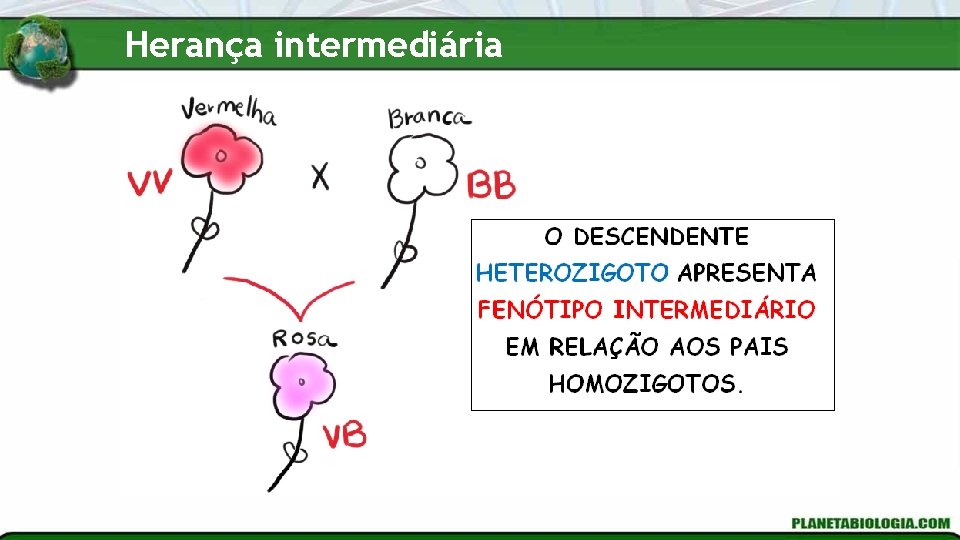 Herança intermediária 