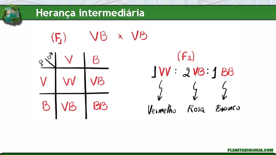 Herança intermediária 