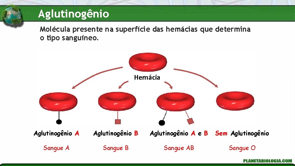 Aglutinogênio Molécula presente na superfície das hemácias que determina o tipo sanguíneo. Hemácia Aglutinogênio