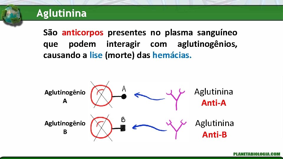 Aglutinina São anticorpos presentes no plasma sanguíneo que podem interagir com aglutinogênios, causando a