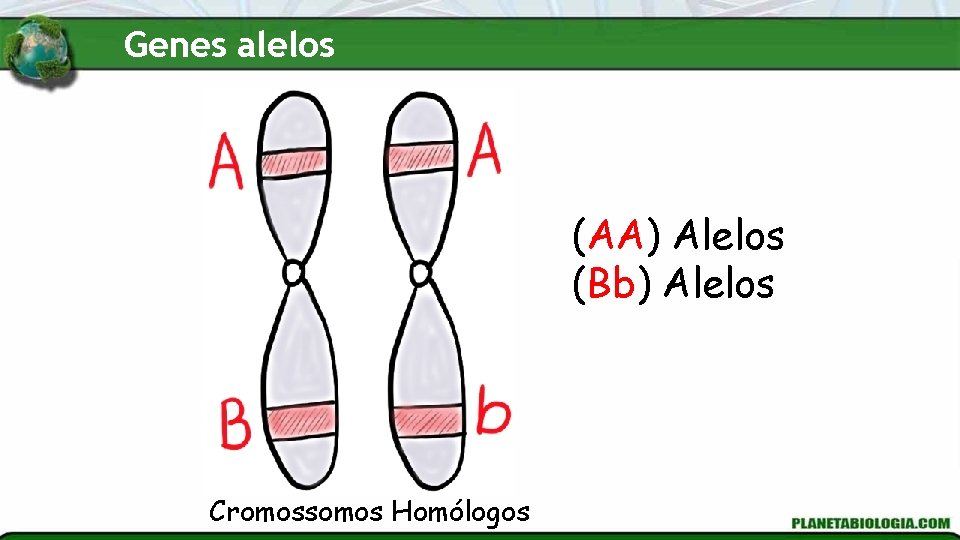 Genes alelos (AA) Alelos (Bb) Alelos Cromossomos Homólogos 