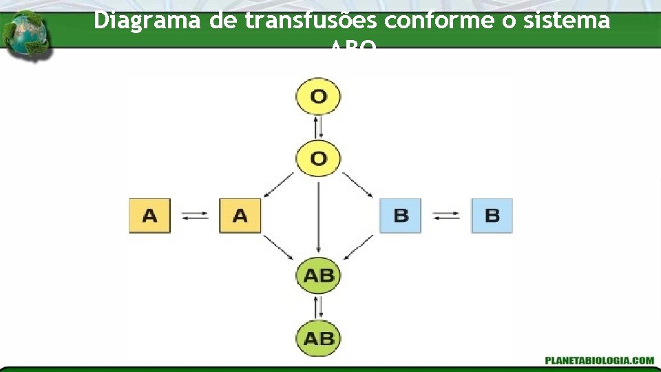 Diagrama de transfusões conforme o sistema ABO Diagrama de transfusões conforme o sistema ABO