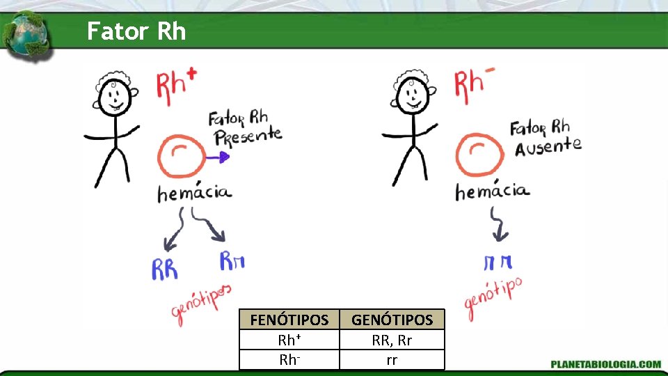 Fator Rh FENÓTIPOS Rh+ Rh- GENÓTIPOS RR, Rr rr 