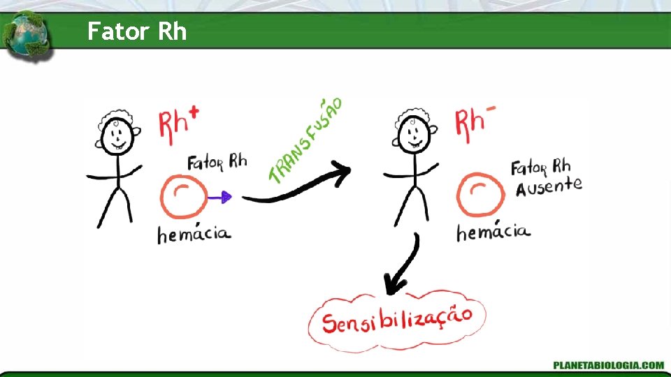 Fator Rh 