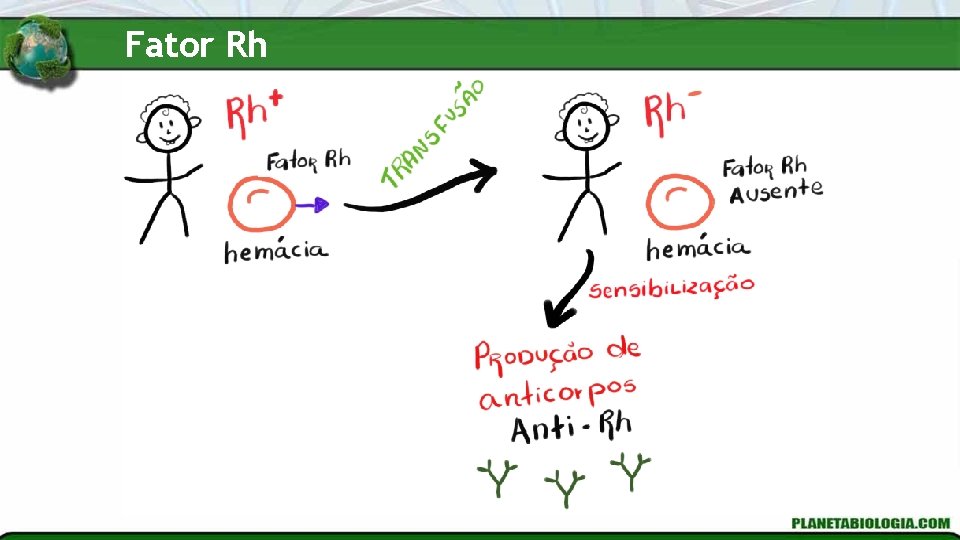 Fator Rh 