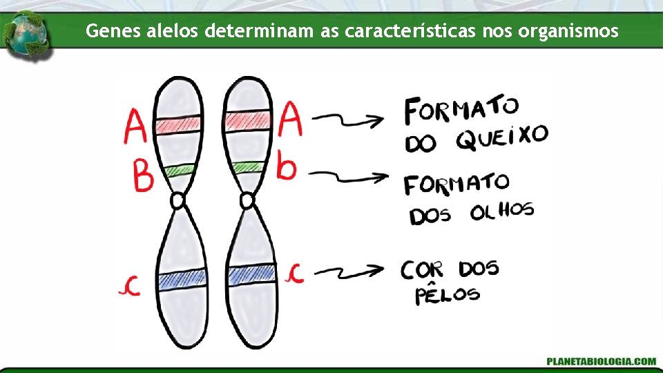 Genes alelos determinam as características nos organismos 