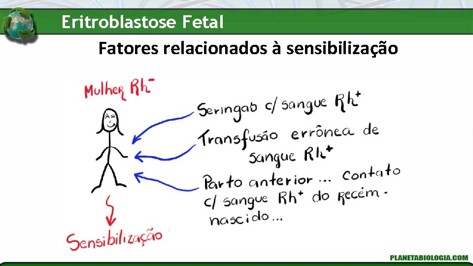 Eritroblastose Fetal Fatores relacionados à sensibilização 