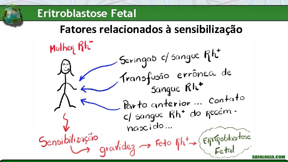 Eritroblastose Fetal Fatores relacionados à sensibilização 