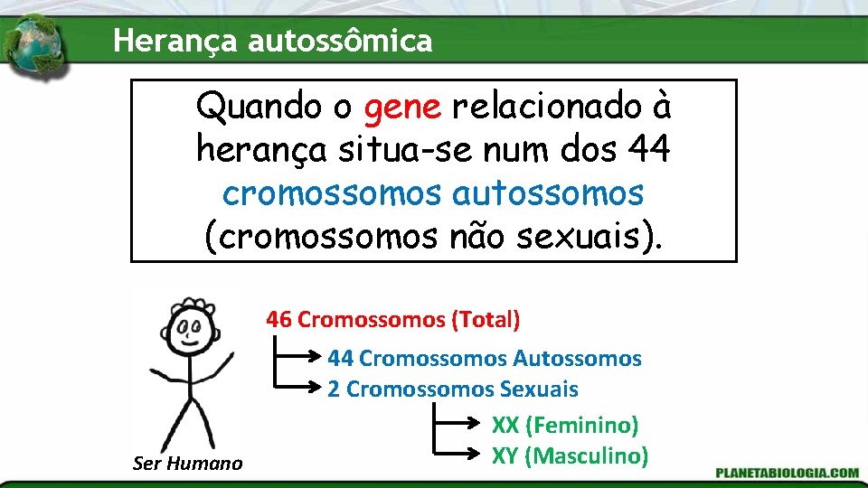 Herança autossômica Quando o gene relacionado à herança situa-se num dos 44 cromossomos autossomos