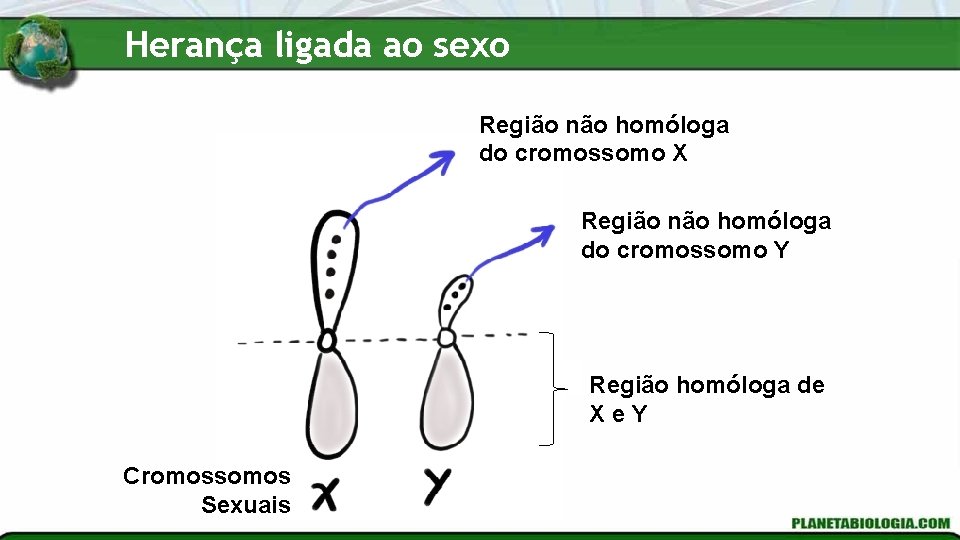 Herança ligada ao sexo Região não homóloga do cromossomo X Região não homóloga do