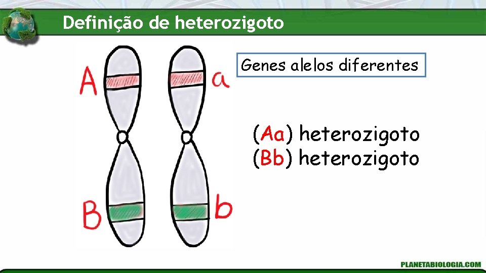 Definição de heterozigoto Genes alelos diferentes (Aa) heterozigoto (Bb) heterozigoto 