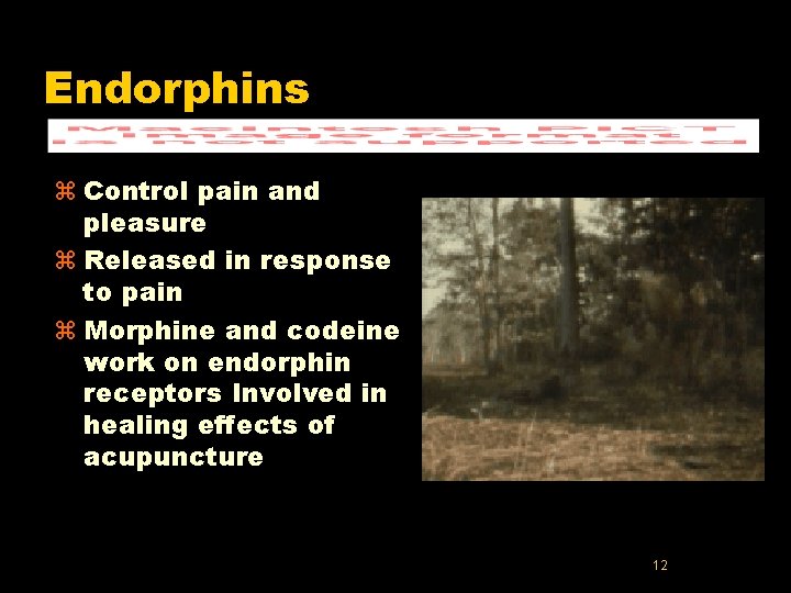 Endorphins z Control pain and pleasure z Released in response to pain z Morphine