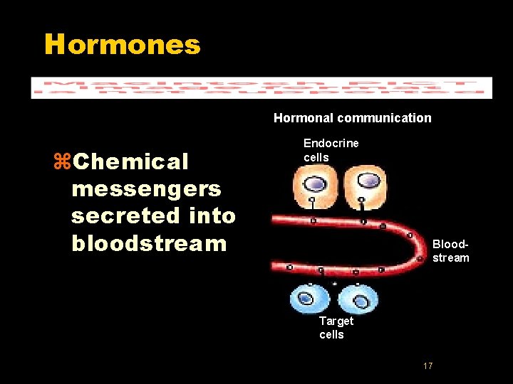 Hormones Hormonal communication z. Chemical messengers secreted into bloodstream Endocrine cells Bloodstream Target cells