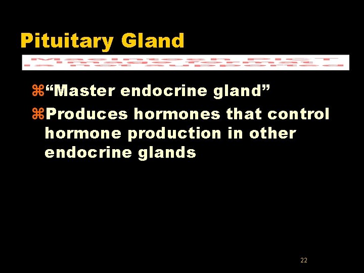 Pituitary Gland z“Master endocrine gland” z. Produces hormones that control hormone production in other Pituitary Gland z“Master endocrine gland” z. Produces hormones that control hormone production in other
