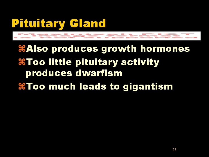 Pituitary Gland z. Also produces growth hormones z. Too little pituitary activity produces dwarfism