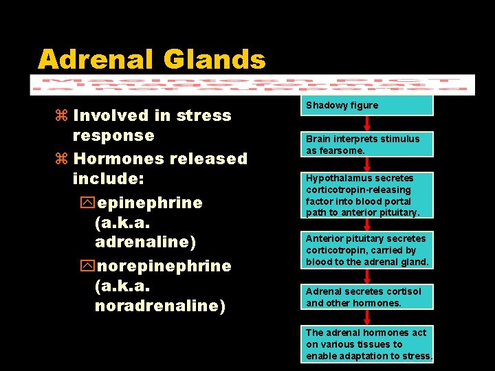 Adrenal Glands z Involved in stress response z Hormones released include: yepinephrine (a. k. Adrenal Glands z Involved in stress response z Hormones released include: yepinephrine (a. k.