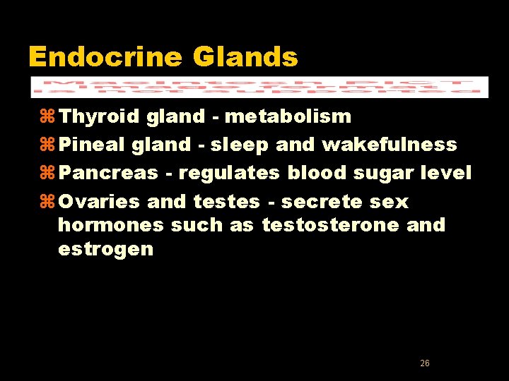 Endocrine Glands z Thyroid gland - metabolism z Pineal gland - sleep and wakefulness