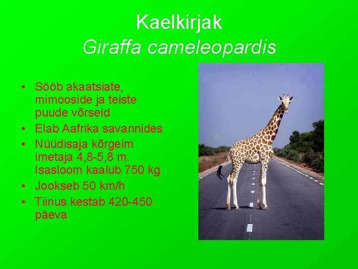 Kaelkirjak Giraffa cameleopardis • Sööb akaatsiate, mimooside ja teiste puude võrseid • Elab Aafrika