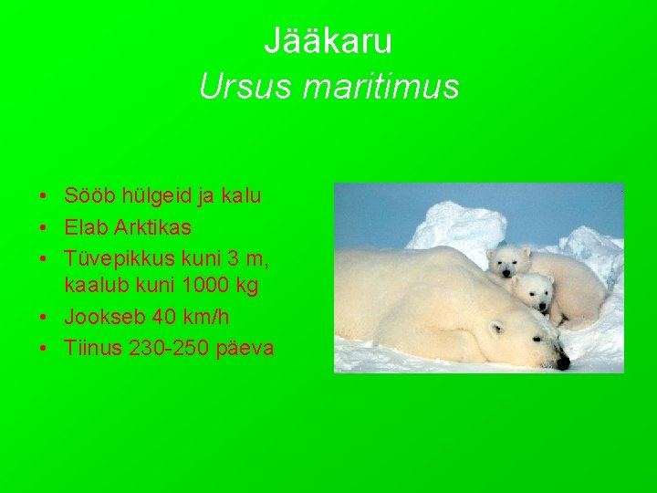 Jääkaru Ursus maritimus • Sööb hülgeid ja kalu • Elab Arktikas • Tüvepikkus kuni