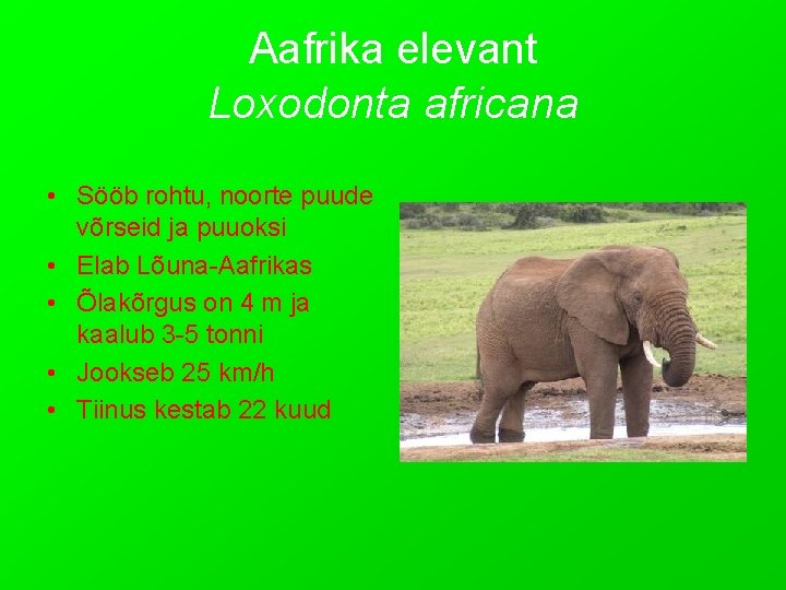 Aafrika elevant Loxodonta africana • Sööb rohtu, noorte puude võrseid ja puuoksi • Elab
