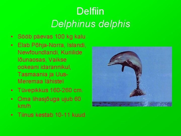 Delfiin Delphinus delphis • Sööb päevas 100 kg kalu • Elab Põhja-Norra, Islandi, Newfoundlandi,