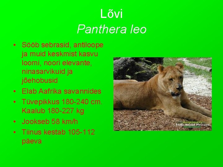 Lõvi Panthera leo • Sööb sebrasid, antiloope ja muid keskmist kasvu loomi, noori elevante,