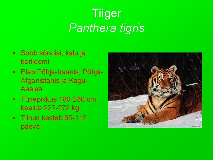 Tiiger Panthera tigris • Sööb sõralisi, kalu ja kariloomi • Elab Põhja-Iraanis, Põhja. Afganistanis