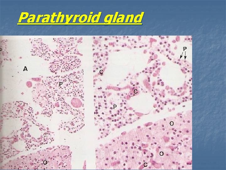 Parathyroid gland Parathyroid gland