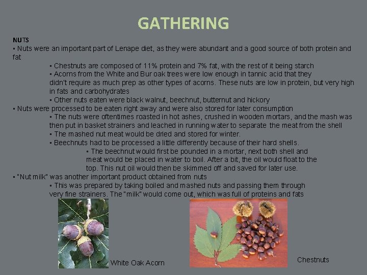 GATHERING NUTS ◦ Nuts were an important part of Lenape diet, as they were