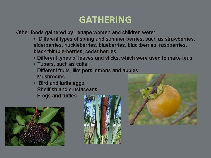 GATHERING ◦ Other foods gathered by Lenape women and children were: ◦ Different types