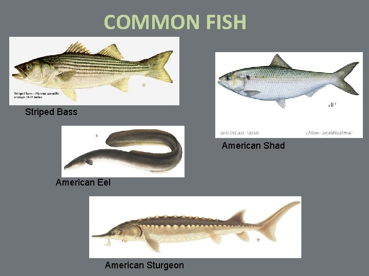 COMMON FISH Striped Bass American Shad American Eel American Sturgeon 