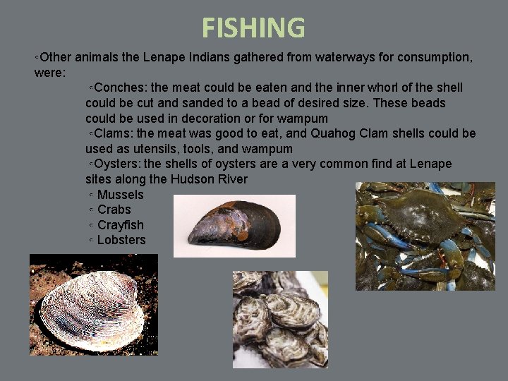 FISHING ◦Other animals the Lenape Indians gathered from waterways for consumption, were: ◦Conches: the