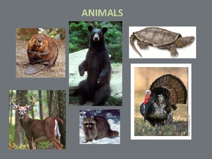 ANIMALS 