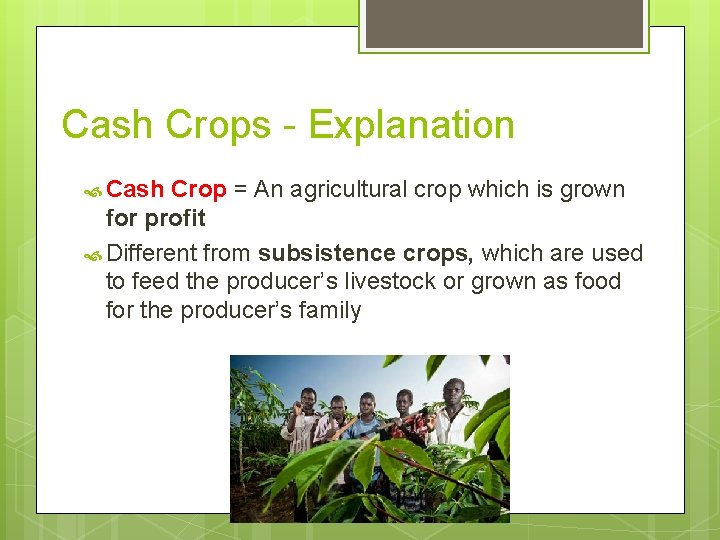Cash Crops - Explanation Cash Crop = An agricultural crop which is grown for