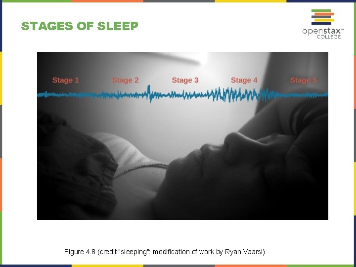 STAGES OF SLEEP Figure 4. 8 (credit “sleeping”: modification of work by Ryan Vaarsi)